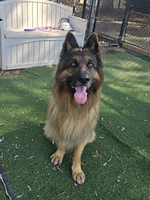 ASLAN - German Shepherd Dog available for adoption