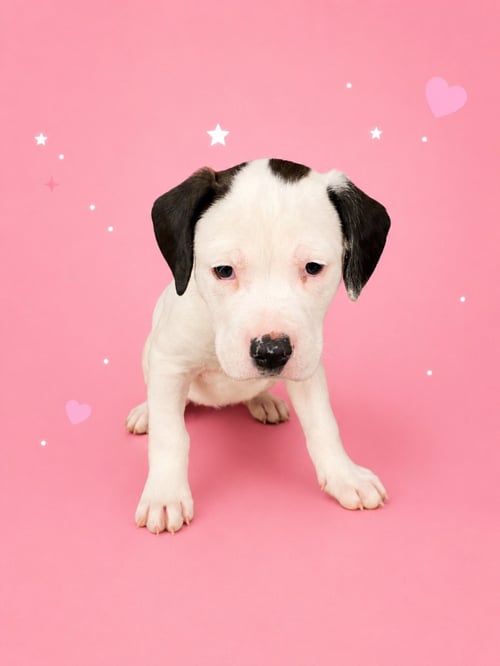 BLOSSOM - Labrador Retriever / Pit Bull Terrier for adoption in Sterling Heights
