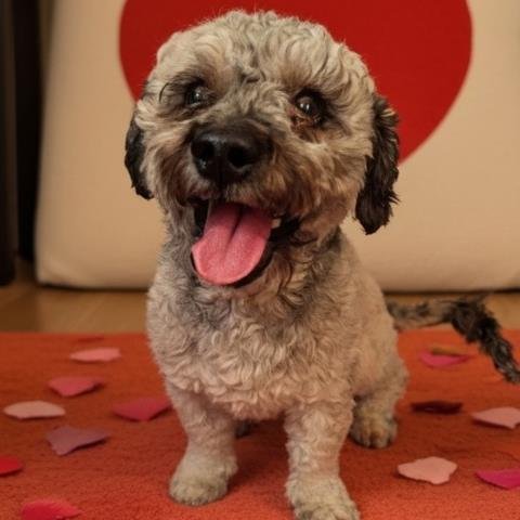 PICKLES - Poodle (Miniature) / Yorkshire Terrier Yorkie available for adoption