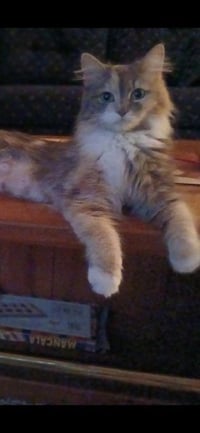 CALLIE - Photo 1