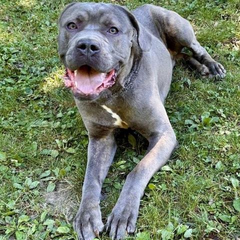 GOMER - Cane Corso Mastiff for adoption in Sterling Heights