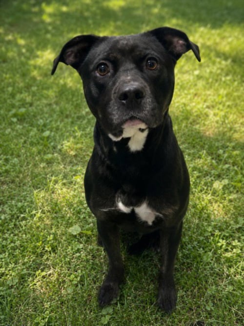 DARLA - Pit Bull Terrier for adoption in Troy