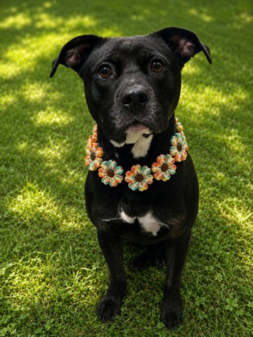 DARLA - Pit Bull Terrier for adoption in Sterling Heights