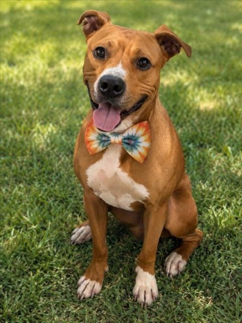 DISCO - Pit Bull Terrier for adoption in Sterling Heights