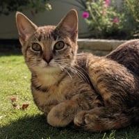 IVY ROGUE - Photo 1