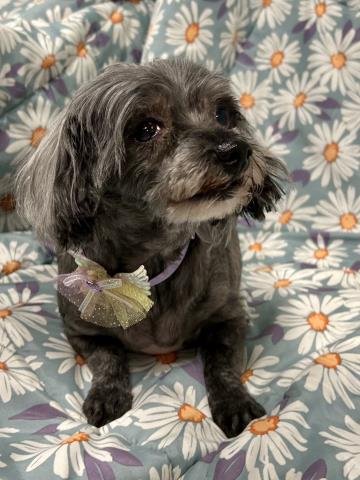 BLANCHE - Shih Tzu for adoption in Troy