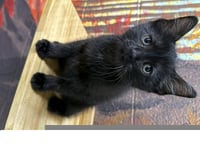 RILEY - Photo 1