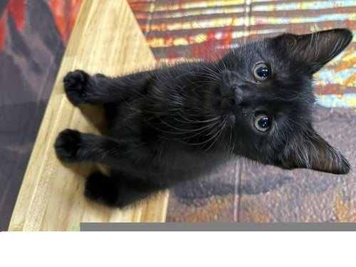 RILEY - Domestic Short Hair for adoption in Troy