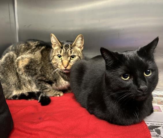 FINN - Domestic Short Hair available for adoption