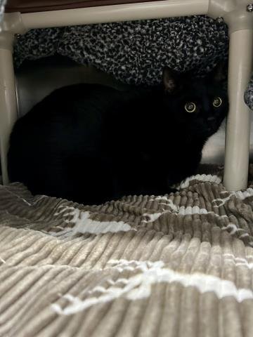 JOHNNY - Domestic Short Hair available for adoption