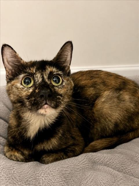 JUNE - Domestic Short Hair for adoption in Warren