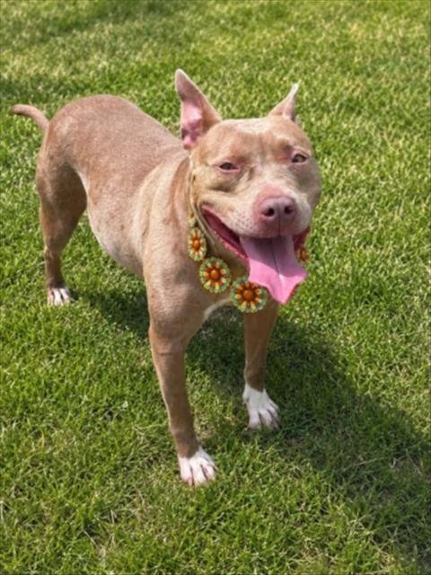 BLONDIE - Pit Bull Terrier for adoption in Sterling Heights