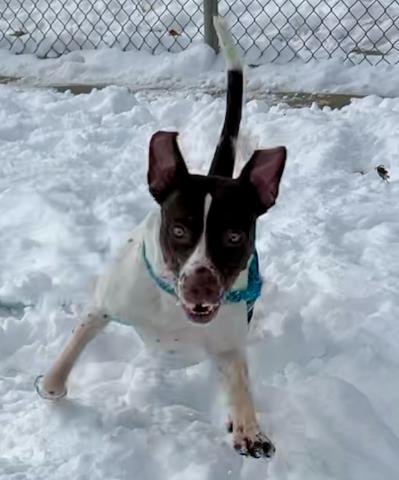DOTS - Pit Bull Terrier / English Pointer available for adoption