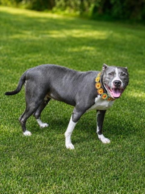 DREAMWEAVER - Pit Bull Terrier for adoption in Sterling Heights