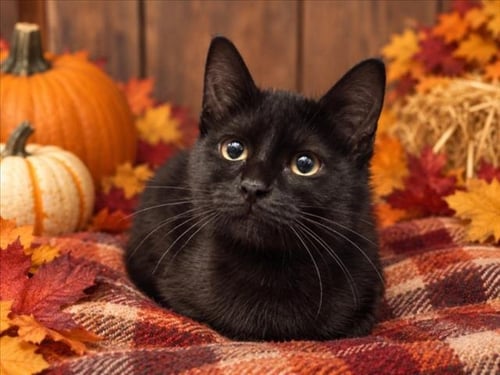 AUTUMN