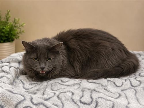 ABBOTT - Domestic Short Hair for adoption in Warren
