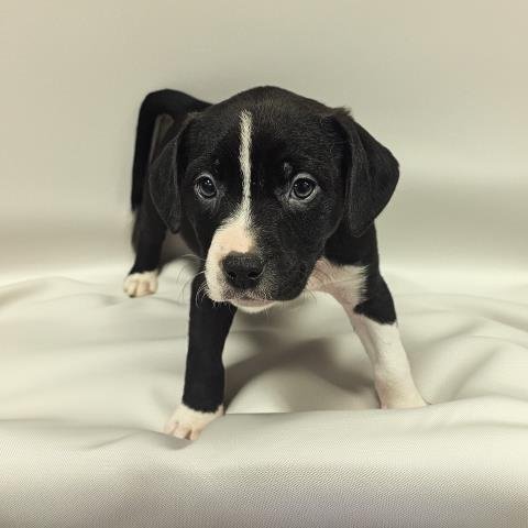 BADGER - Pit Bull Terrier available for adoption