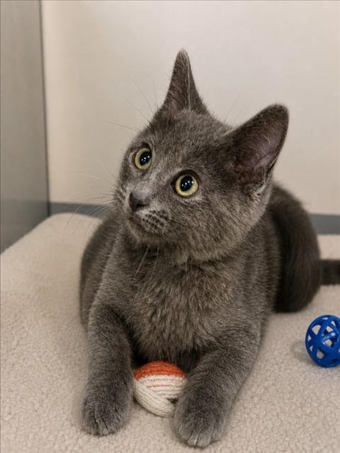 SCOOP - Domestic Short Hair for adoption in Warren