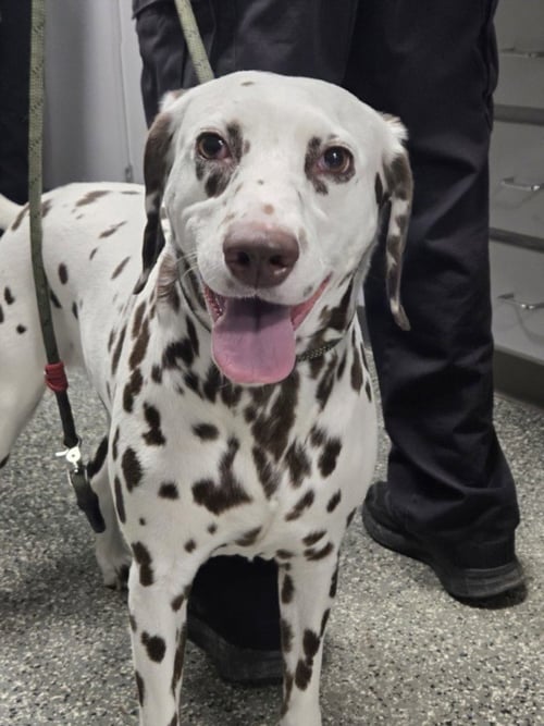 JESS - Dalmatian for adoption in Sterling Heights