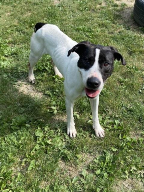LOTTIE - Pit Bull Terrier for adoption in Sterling Heights