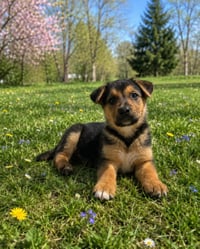 RANGER - Photo 1