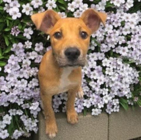 HONEY - Pit Bull Terrier for adoption in Sterling Heights
