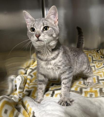 WIGGLEBEAN - Domestic Short Hair available for adoption