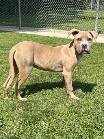 DOLLAR BILL - Pit Bull Terrier for adoption in Sterling Heights