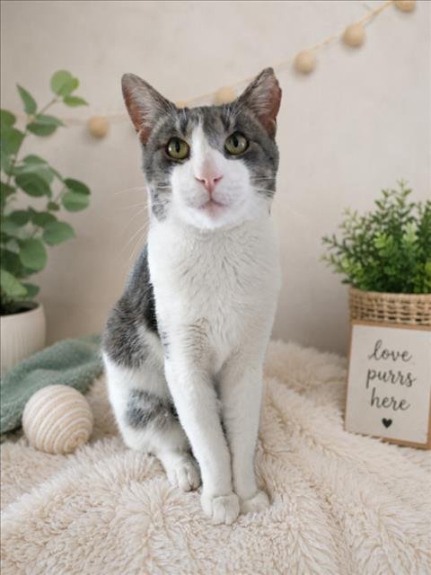 LEO - Domestic Short Hair for adoption in Warren