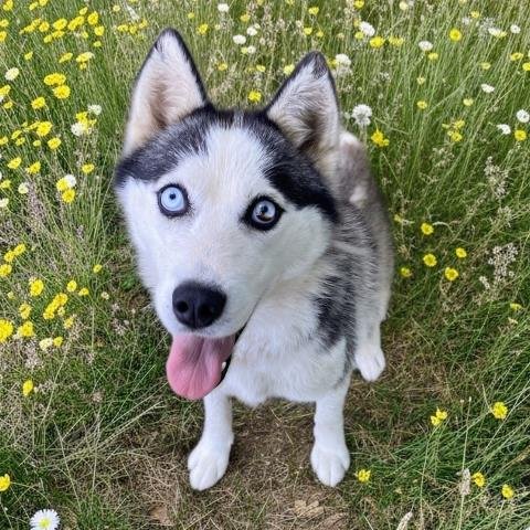ENYA - Siberian Husky for adoption in Sterling Heights