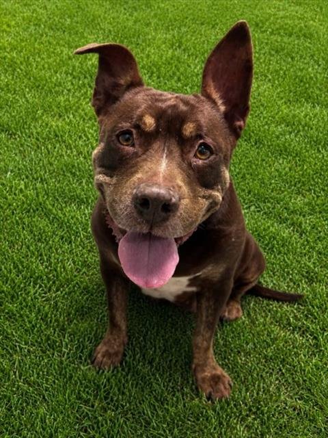MIT MIT - Pit Bull Terrier for adoption in Sterling Heights