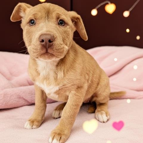 MESHA - Pit Bull Terrier / Siberian Husky available for adoption