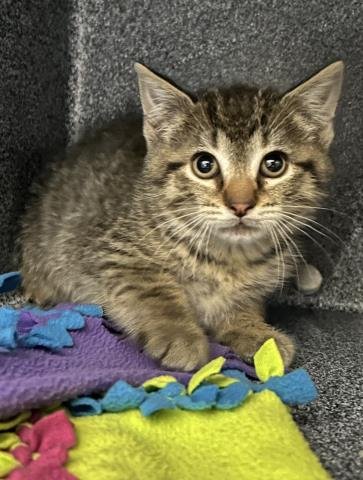 DOWNSPOUT - Domestic Short Hair available for adoption