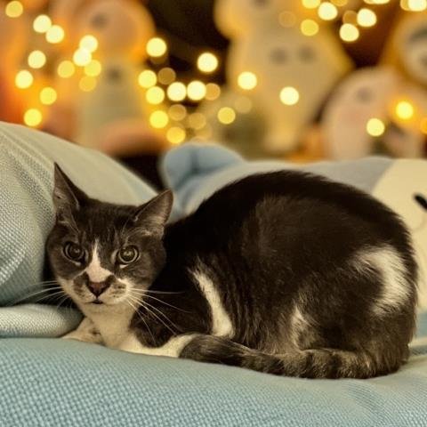 BOGART - Domestic Short Hair for adoption in Troy