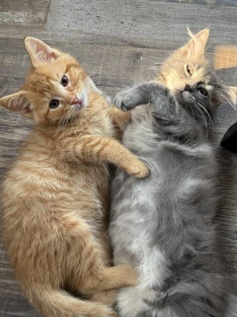 HEMI & V-6 - Domestic Medium Hair for adoption in Troy
