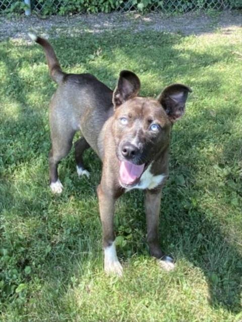BRYN - Siberian Husky / Pit Bull Terrier for adoption in Troy
