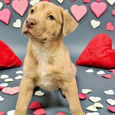 MOTTO MOTTO - Pit Bull Terrier / Siberian Husky available for adoption