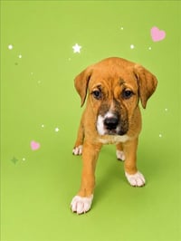 BUTTERCUP - Photo 1