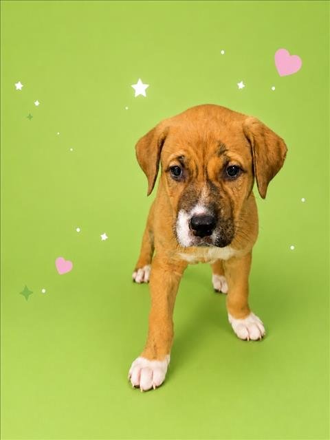 BUTTERCUP - Labrador Retriever / Pit Bull Terrier for adoption in Sterling Heights