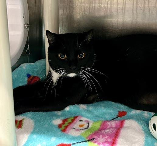 FRANKIE - Domestic Short Hair available for adoption