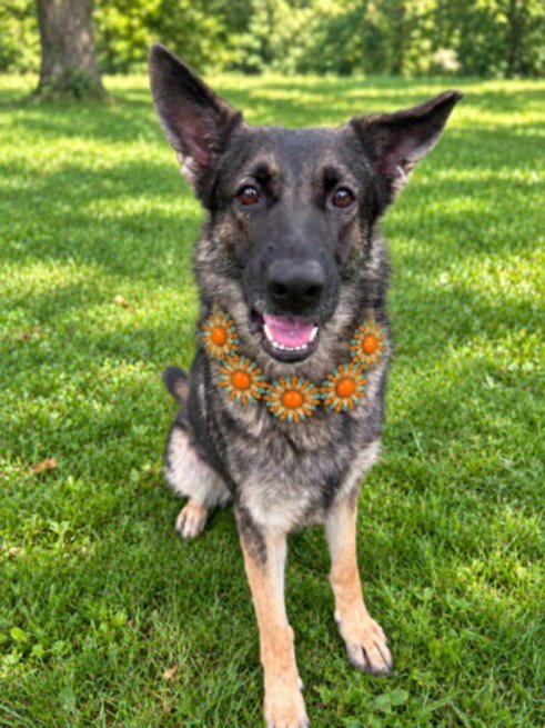 ADELINA - German Shepherd Dog for adoption in Troy