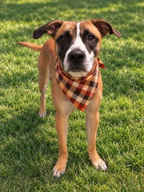 ZEUS - Labrador Retriever / Pit Bull Terrier for adoption in Sterling Heights