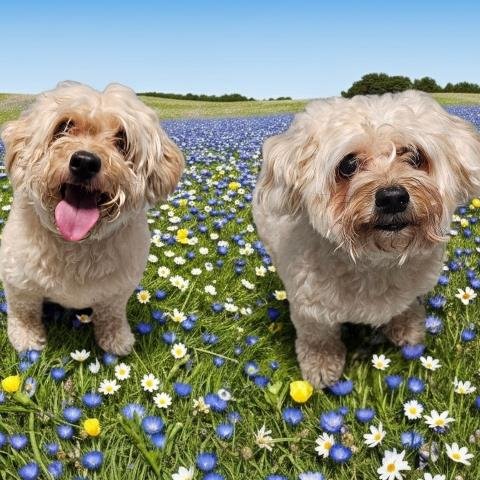 MINDY & MORK - Poodle (Miniature) / Shih Tzu for adoption in Troy