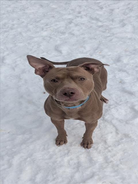 MARS - Pit Bull Terrier available for adoption