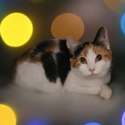 WINIFRED CRUMBSTORM - Domestic Short Hair available for adoption