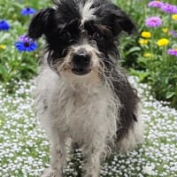 STANLEY - Photo 1