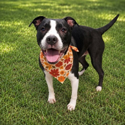 LOLA - Pit Bull Terrier for adoption in Sterling Heights