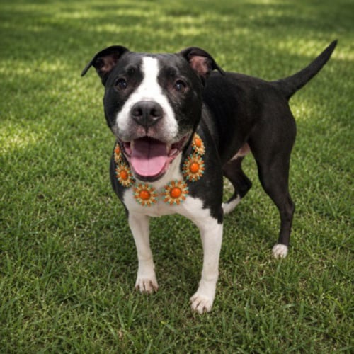 LOLA - Pit Bull Terrier for adoption in Troy