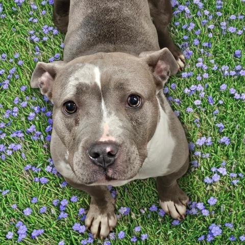 PREE - Pit Bull Terrier for adoption in Warren