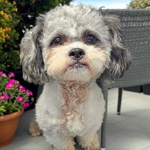 JULES - Poodle (Toy) for adoption in Sterling Heights